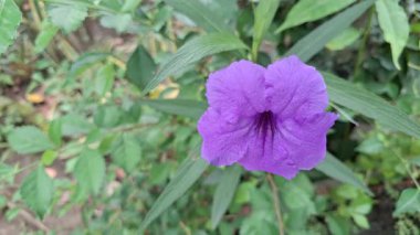 Ruellia simplex Meksika petunya mor çiçeği video botanik bahçesi doğası flora açık hava yüksek kaliteli Britton vahşi petunya bitkisinin çekim kalitesi.