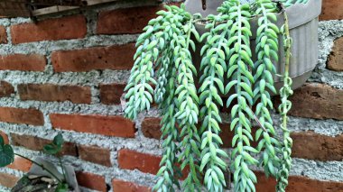 Eşsiz Yaşam Dekoru: Burro 'nun Kuyruğu (Sedum morganianum), Her Ev İçin Büyüleyici Bir İzleme Suyu