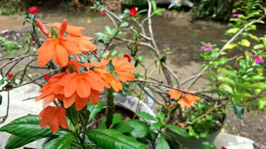 Parlak şeftali rengi Fişek Çiçekleri (Crossandra infundibuliforis) tropikal bir ortamda yemyeşil yaprakların arasında narin çiçekleri ortaya çıkarır.
