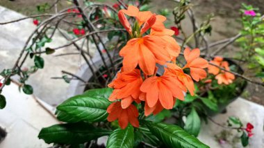 Tropikal şeftali firecracker çiçekleri (Crossandra infundibuliforis), canlı renkleri koyu yeşil yapraklarla uyumsuzdur.