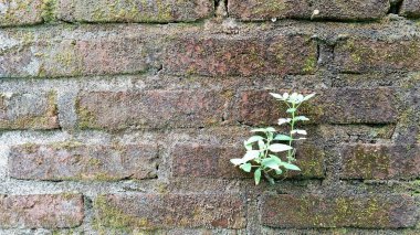 Eski tuğla duvarda büyüyen yeşil bitki, taş çatlaktaki esnek ot, yıpranmış yosun dokusu, büyüme konsepti, doğa kente karşı..
