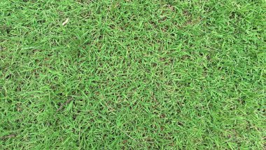 Güzel Taze Yeşil Çimen Çim Yüzeyi Doğal Bitki Dokusuna Yakın Doku