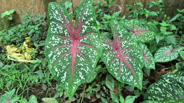 Büyüleyici Caladium Bicolor Yaprağı Karakteristik Benekli Yüzeyini Gösteriyor: Bahçe Blog 'ları, Botanik Eğitim ve Premium Doğa Fotoğrafçılığı İçin Mükemmel