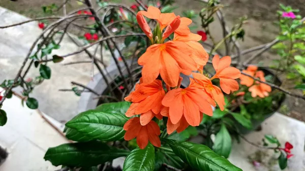 Tropikal şeftali firecracker çiçekleri (Crossandra infundibuliforis), canlı renkleri koyu yeşil yapraklarla uyumsuzdur.