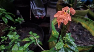 Canlı Crossandra Infundibuliforis Taze Su Damlacıkları Doğal Güneş Işığında