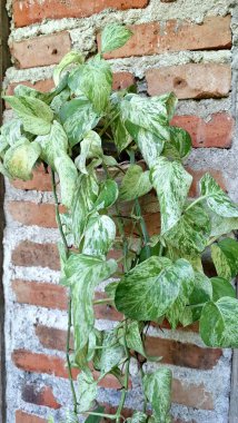 Altın Pothos (Epipremnum aureum): Sersemletici Şeytan Sarmaşığı ya da Para Fabrikası, Yeşil ve Sarı Yapraklar ile birlikte,