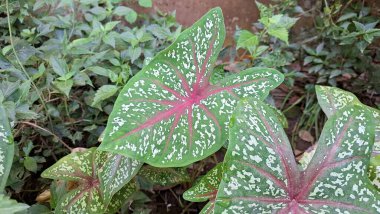 Yakın çekim makro görüntüsünde benekli yeşil yaprak desenli renkli kırmızı kaladyum yaprak dış bahçe ve manzara tasarımı için kullanılan tropikal iklimde popüler süs bitkisi