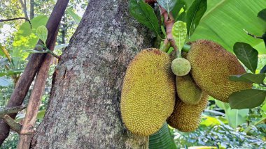 Tropikal Tarım Konseptinde Ağaç Gövdesinden Asılan Jackfruit
