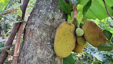 Doğadaki Ağaçta Yeşilli Genç Jackfruit, Taze Tropikal Meyve