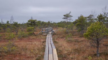 Yeşil çam ağaçları ve yosunlu bataklıklarla çevrili Kemeri bataklığı boyunca uzanan tahta patika yolu. Letonya seyahati, eko-turizm, doğa koruma