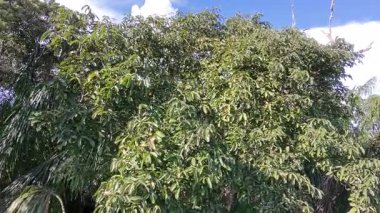 Ormanda yeşil ağaçlar