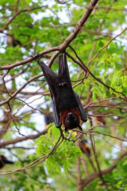 Bir ağaç içinde erkek kriket sopası. 