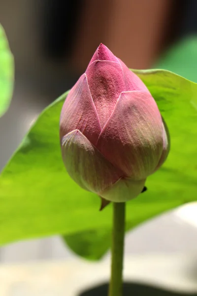 Lotus çiçeği yaprakları arasında. — Stok fotoğraf