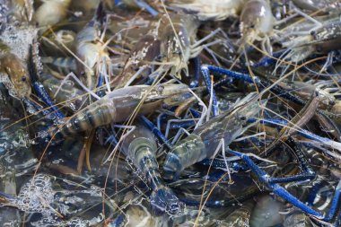  Mavi karides balık Market.