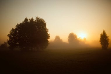 Güneş doğarken ormanın güzel manzarası
