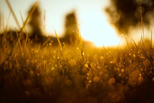 Dauw op het gras bij zonsopgang — Stockfoto