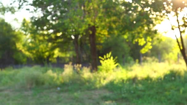 Solig abstrakt grön natur bakgrund, selektivt fokus — Stockvideo