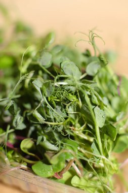 Tohumlar tomurcuklanır, ön filizlere odaklanır. sağlıklı beslenme, süper yemek.