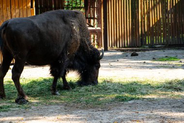 Amerikan bizonu hayvanat bahçesinde çimen yiyor.
