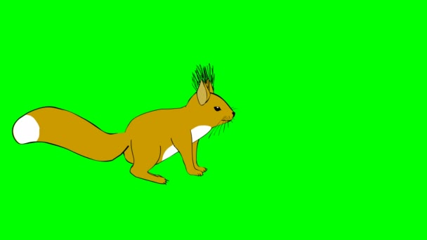 Funny squirrel running, walking and meeting friend on a green screen.Chroma key — Stock Video