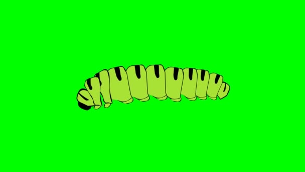 Caterpillar geïsoleerd op groen scherm. Hand getekende animatie — Stockvideo