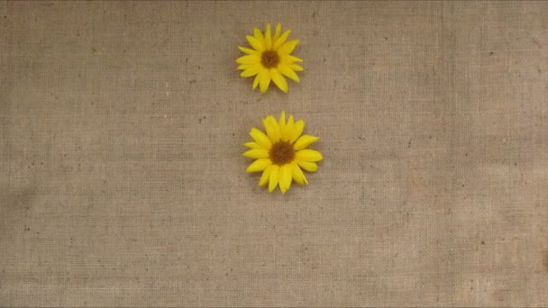 Sunflowers pattern appears. Stop motion time lapse animation — Stock Video