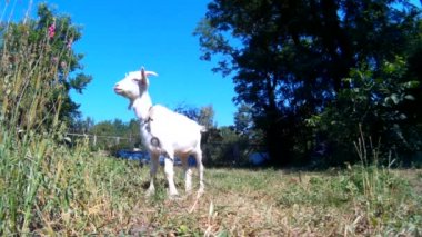 Mera zincir üzerinde beyaz goatling. Ukrayna, Podillya, Hmelnitski.