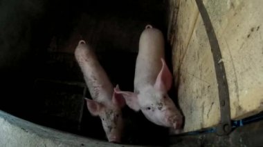 Ahırda, Ukrayna iki domuz yavruları