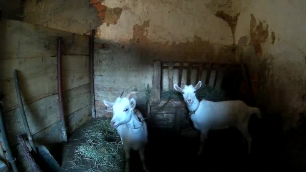 Twee witte goatling in het oude dorp schuur. Oekraïne, Podillya, Chmelnytsky — Stockvideo