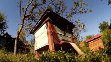 Arılar th Ukraynalı köy bahçesinde arı kovanı ahşap kutular içine uçan.