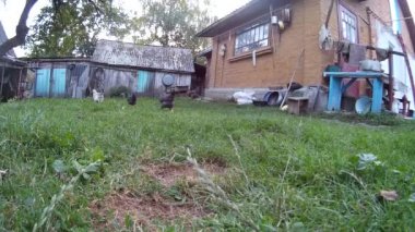 Tavuk evin bahçesinde. Ukrayna, Podillya, Hmelnitski