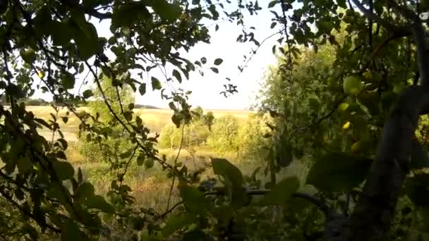 Vista de fondo de los manzanos a los campos de Podillya, Khmelnytskyi, Ucrania — Vídeo de stock