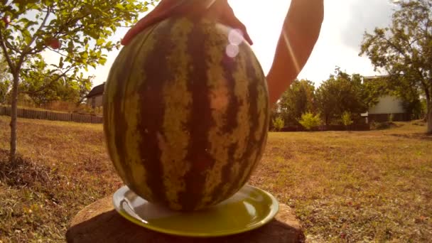 Cutting ripe watermelon on two halves in the garden backyard in front of the sun — Stock Video