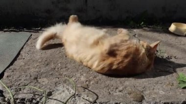 Kızıl kedi baş aşağı yatıyor ve yuvarlanıyor