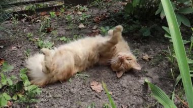 Kızıl kedi yatar ve baş aşağı uyur