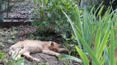 Kızıl kedi çimenlerde uzanıyor ve uyuyor.