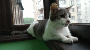 Gri kedi garip sesler çıkarıyor. Asıl ses