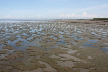 Çamur kıyı deniz manzarası ıslak toprak.