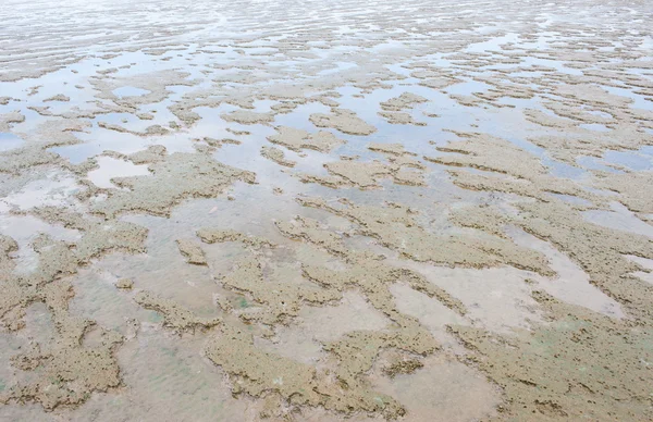 Paysage marin littoral boueux terres humides . — Photo