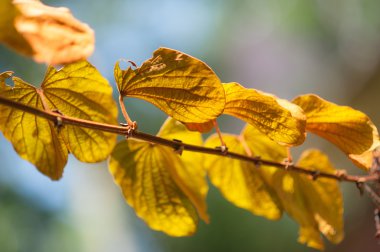 Gün ışığında altın yaprağı.