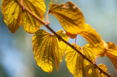 Gün ışığında altın yaprağı.