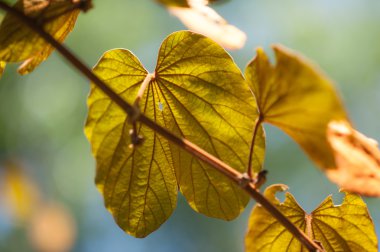 Gün ışığında altın yaprağı.