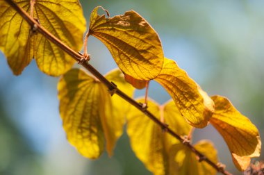 Gün ışığında altın yaprağı.