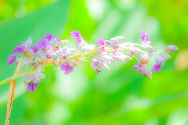 Färgglada liten blomma i parken. — Stockfoto