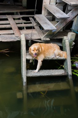 Köpek merdiven Nehri yakınında sakin ol.