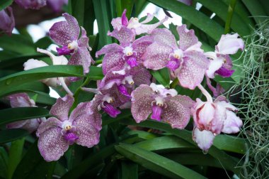 Renkli Orkide çok güzel.