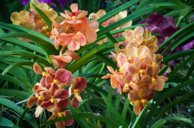 Renkli Orkide çok güzel.