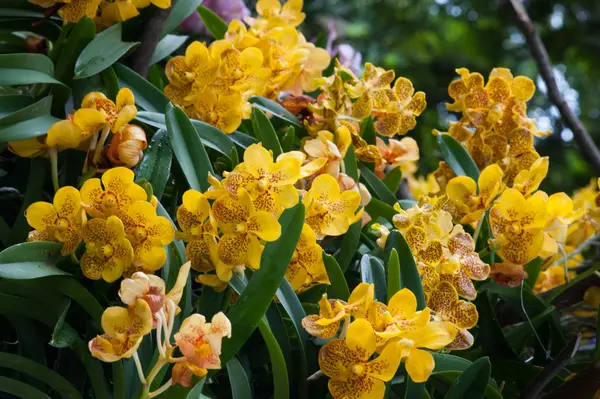 Las orquídeas coloridas son hermosas . —  Fotos de Stock