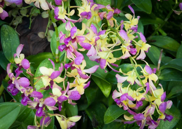 Las orquídeas coloridas son hermosas . — Foto de Stock