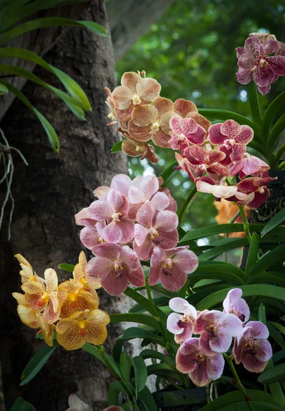 Красочные орхидеи прекрасны. . — стоковое фото